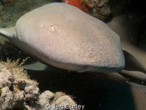 Found a group of nurse sharks stacked in a crevice. One d... by Jeri Curley 